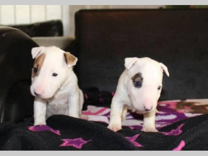 mini bull terijer besplatni mali oglasi