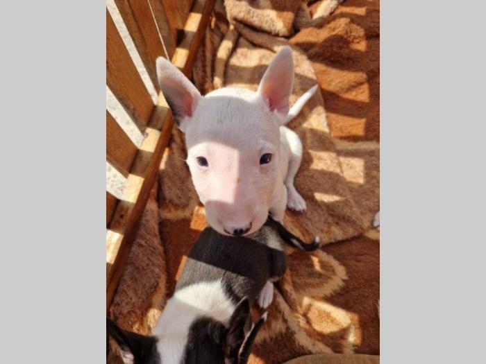 mini bull terijer besplatni mali oglasi