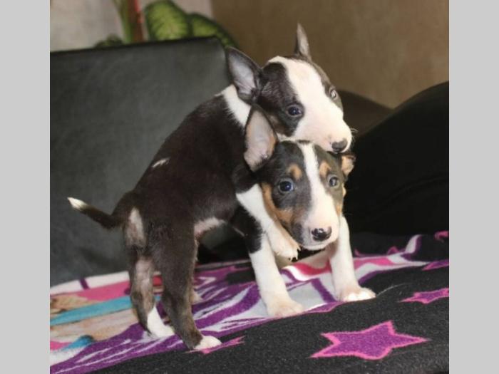 mini bull terijer besplatni mali oglasi
