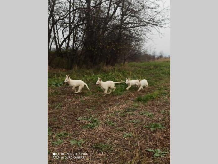 beli švajcarski ovčar besplatni mali oglasi