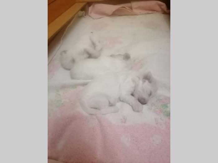 kovrdžavi bišon besplatni mali oglasi