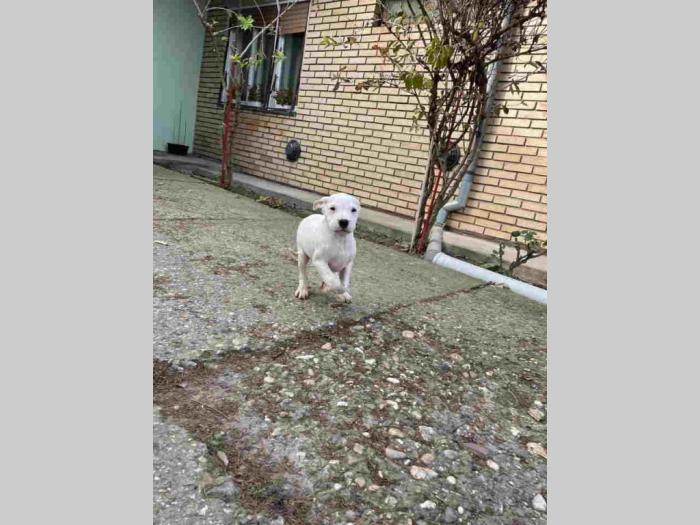 dogo argentino štenci besplatni mali oglasi