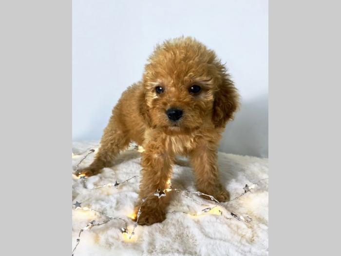 labradudle (rasa nastala kmbinovanjem labradora i pudle) besplatni mali oglasi