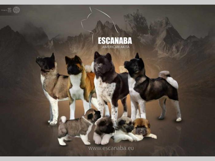escanaba american akita štenci besplatni mali oglasi