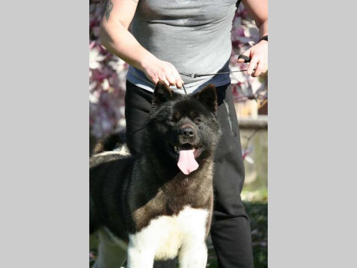 escanaba american akita štenci besplatni mali oglasi