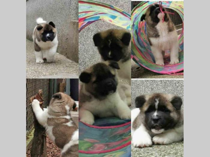 escanaba american akita štenci besplatni mali oglasi