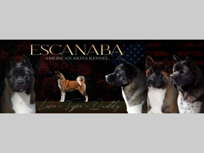 escanaba american akita štenci besplatni mali oglasi