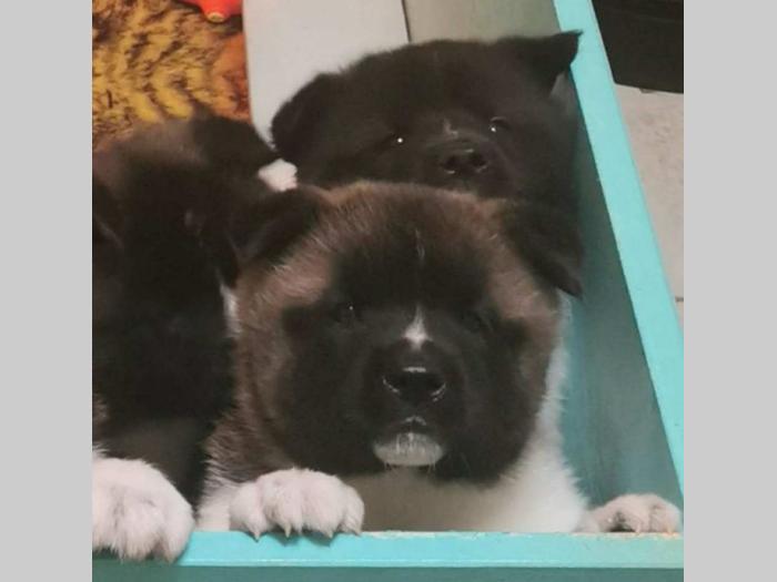 escanaba american akita štenci besplatni mali oglasi