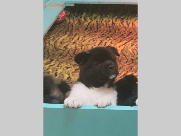 escanaba american akita štenci besplatni mali oglasi