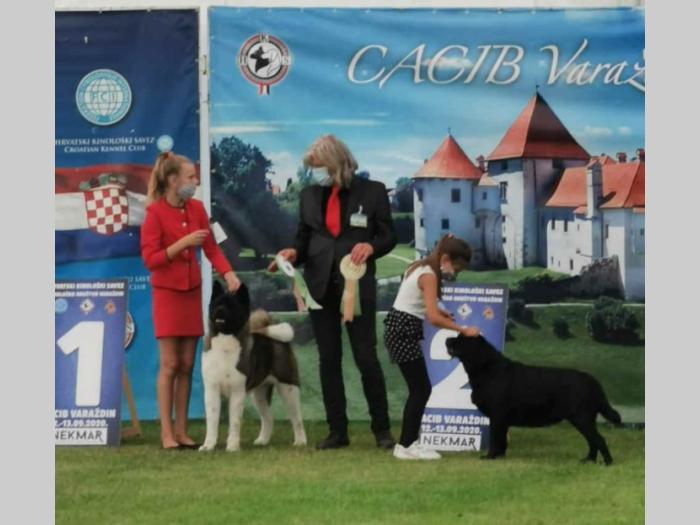 escanaba american akita štenci besplatni mali oglasi