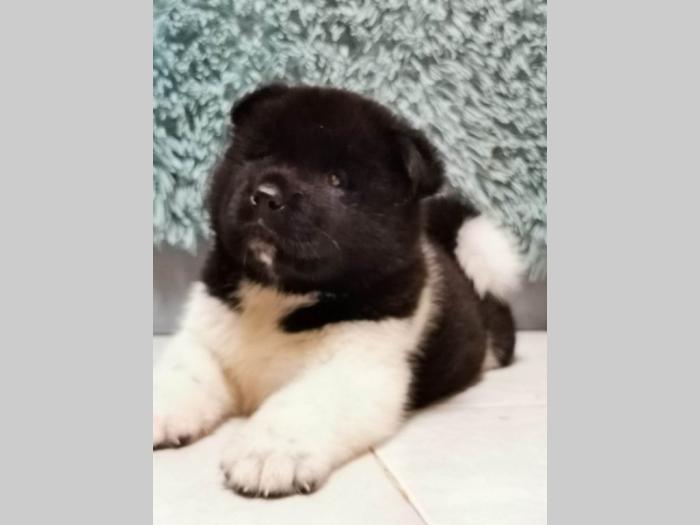 escanaba american akita štenci besplatni mali oglasi