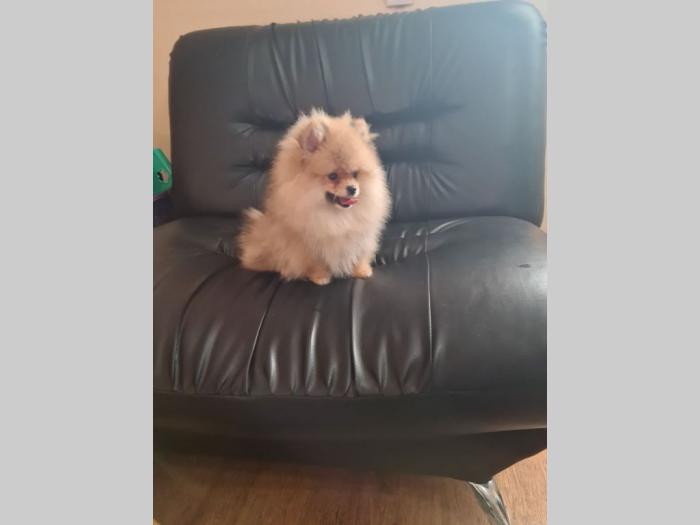 pomeranac štenci besplatni mali oglasi