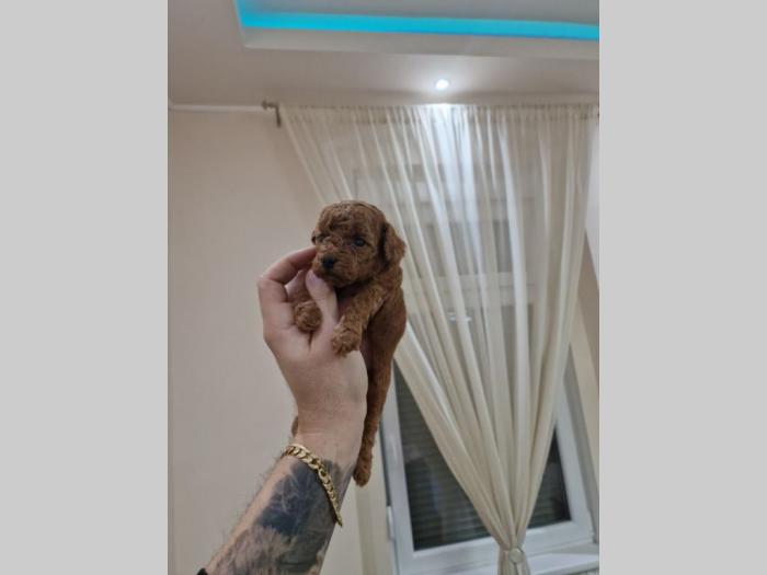 pudle (tzv toj (prim prev igračka) štenci besplatni mali oglasi