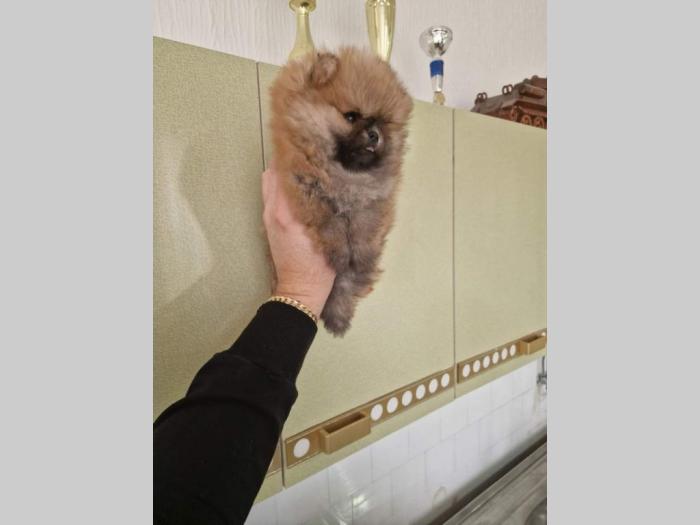pomeranac štenci besplatni mali oglasi