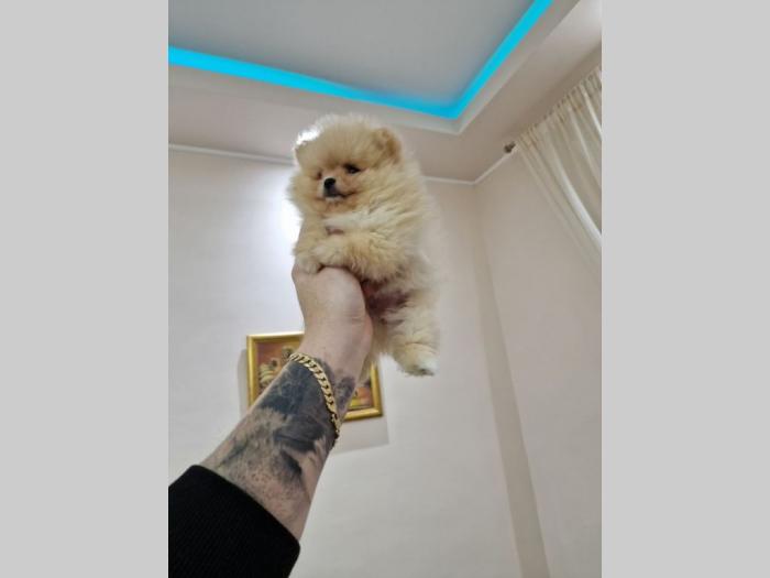 pomeranac štenci besplatni mali oglasi