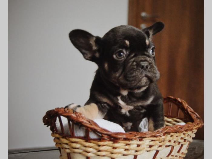 francuski buldog besplatni mali oglasi