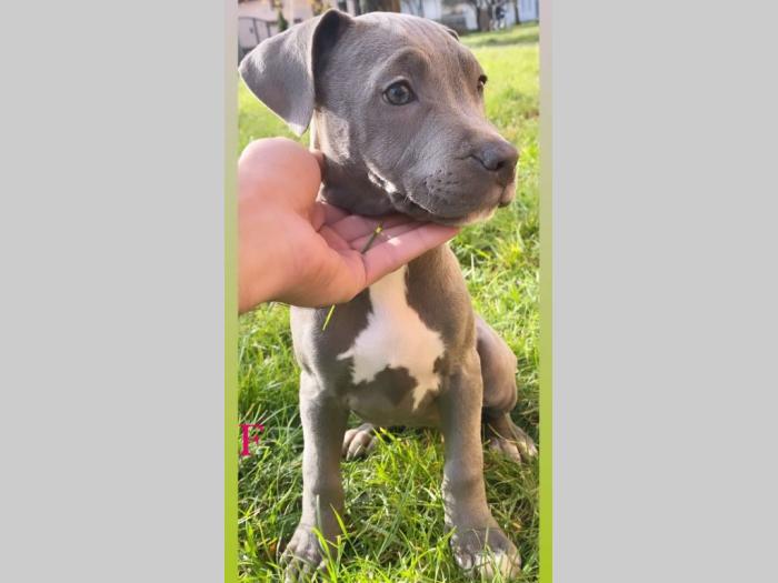 pit bul štenci besplatni mali oglasi
