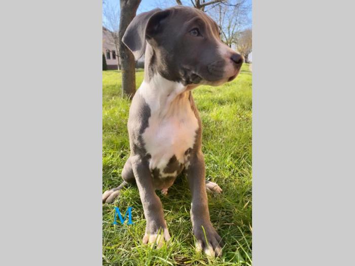 pit bul štenci besplatni mali oglasi