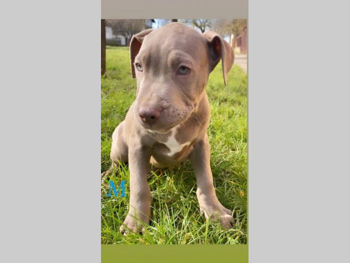 pit bul štenci besplatni mali oglasi