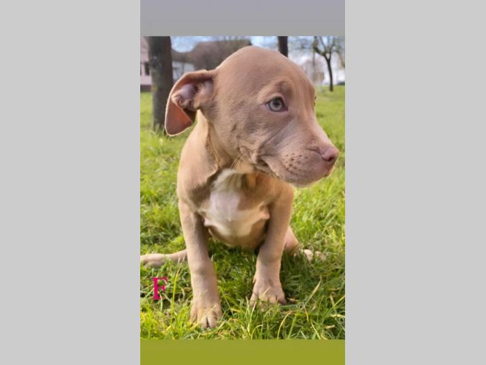 pit bul štenci besplatni mali oglasi