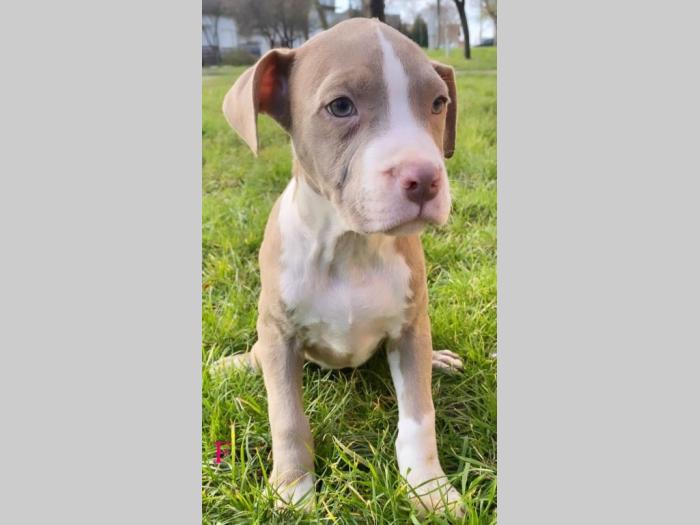 pit bul štenci besplatni mali oglasi