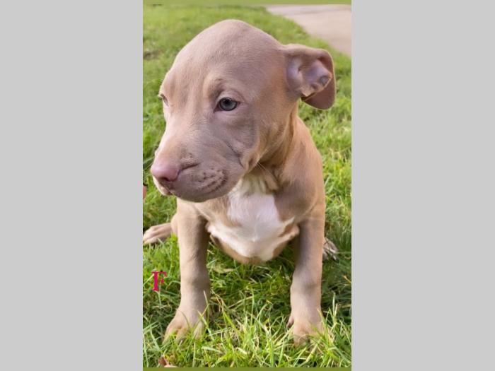 pit bul štenci besplatni mali oglasi