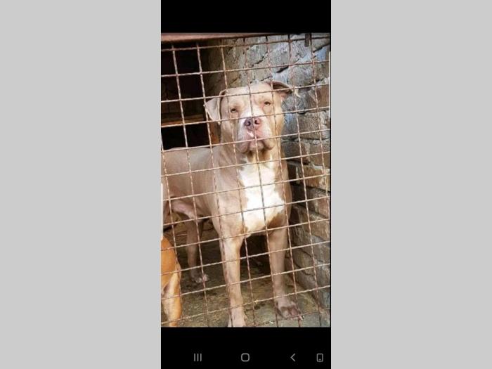 pit bul štenci besplatni mali oglasi