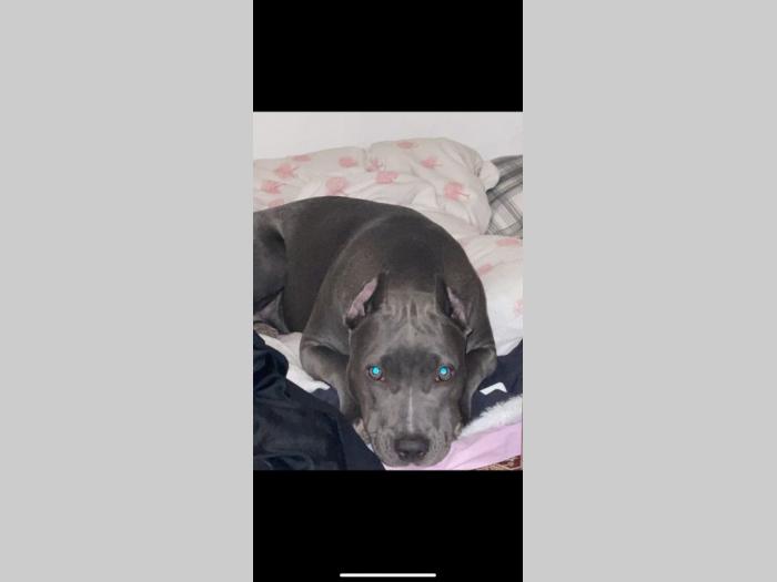 pit bul štenci besplatni mali oglasi