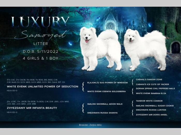 samojed štenci besplatni mali oglasi