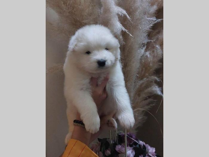 samojed štenci besplatni mali oglasi