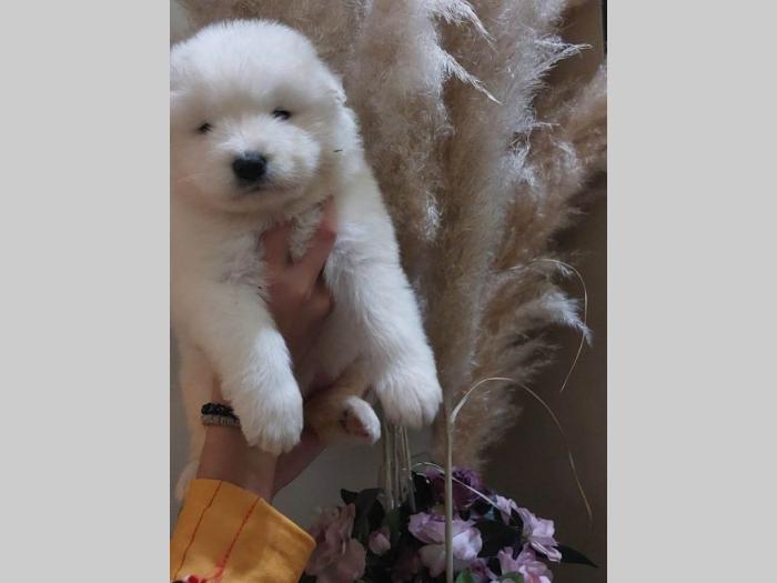 samojed štenci besplatni mali oglasi