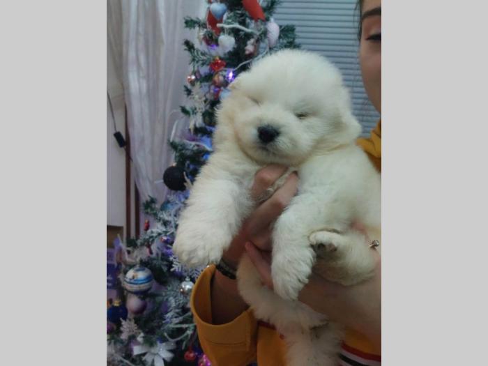 samojed štenci besplatni mali oglasi