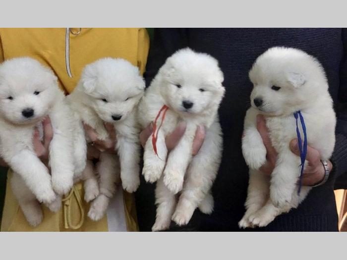 samojed štenci besplatni mali oglasi
