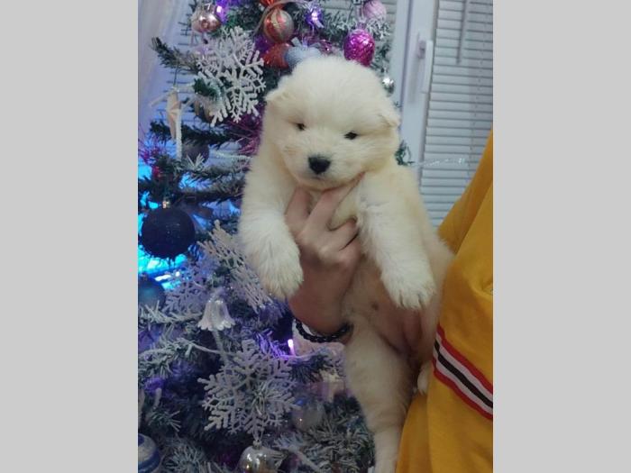 samojed štenci besplatni mali oglasi
