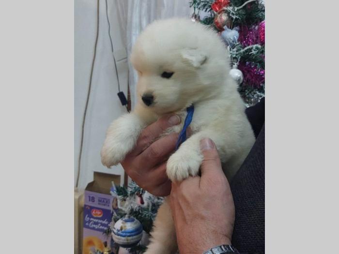 samojed štenci besplatni mali oglasi