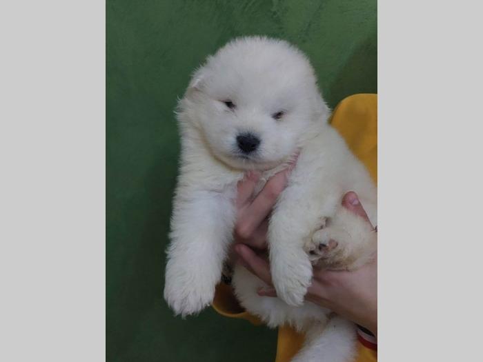 samojed štenci besplatni mali oglasi