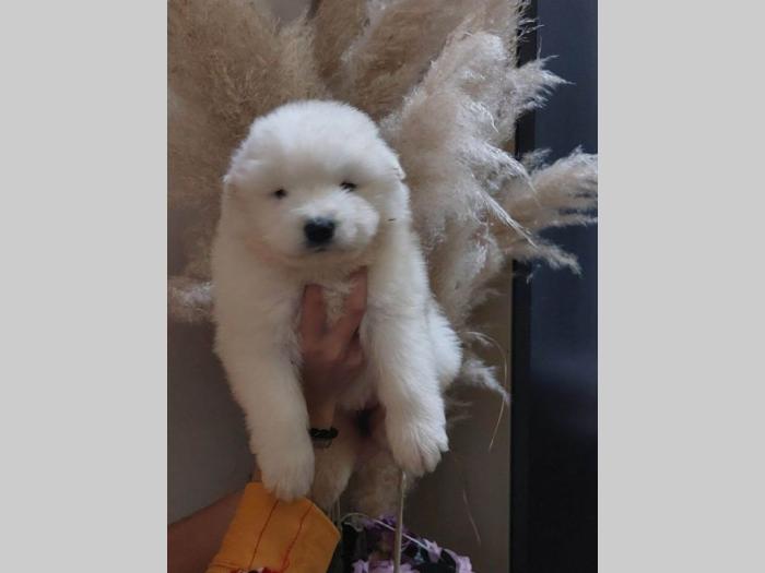 samojed štenci besplatni mali oglasi