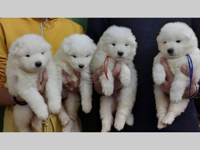 samojed štenci besplatni mali oglasi