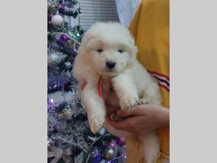samojed štenci besplatni mali oglasi
