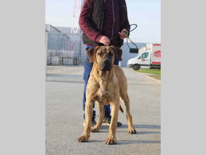 presna canario štenci besplatni mali oglasi