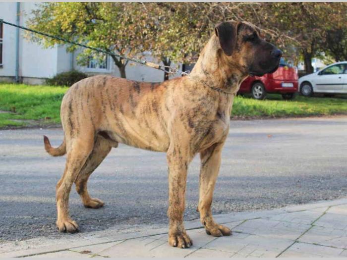 presna canario štenci besplatni mali oglasi