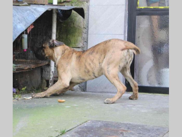 presna canario štenci besplatni mali oglasi