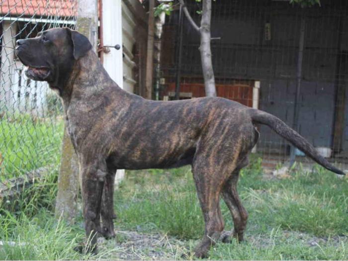 presna canario štenci besplatni mali oglasi