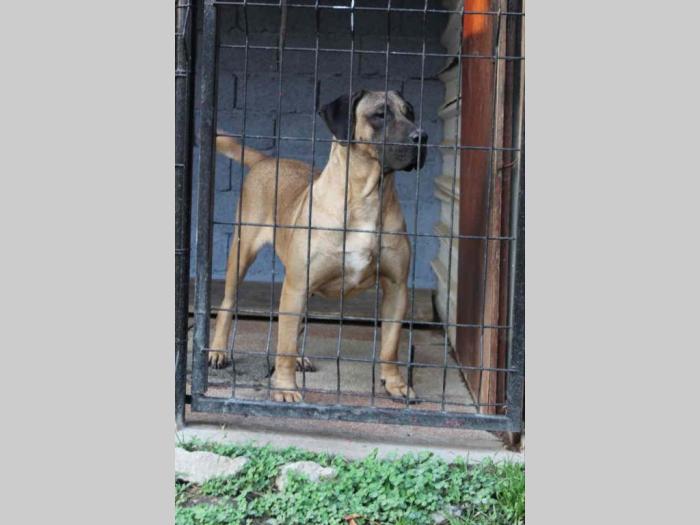 presna canario štenci besplatni mali oglasi