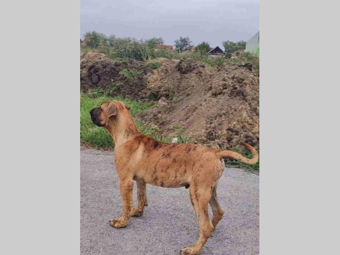 presna canario štenci besplatni mali oglasi