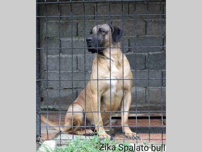 presna canario štenci besplatni mali oglasi