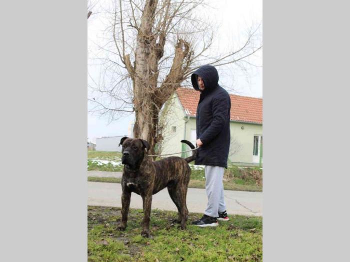 presna canario štenci besplatni mali oglasi