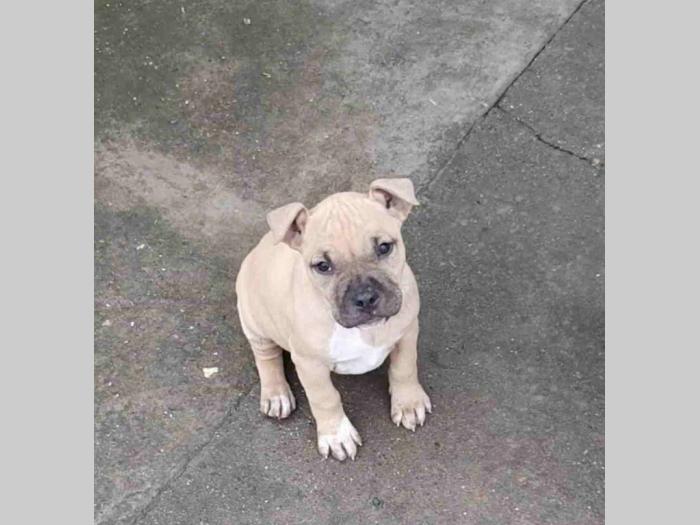 pit bul štanci besplatni mali oglasi