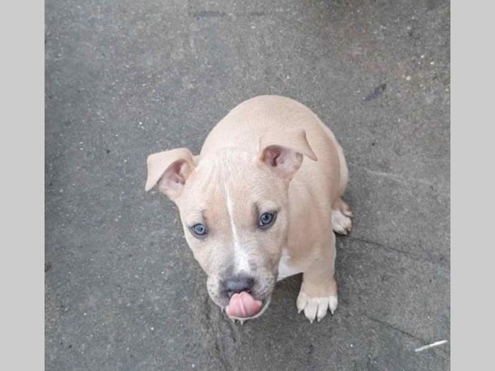 pit bul štanci besplatni mali oglasi
