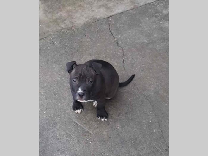 pit bul štanci besplatni mali oglasi